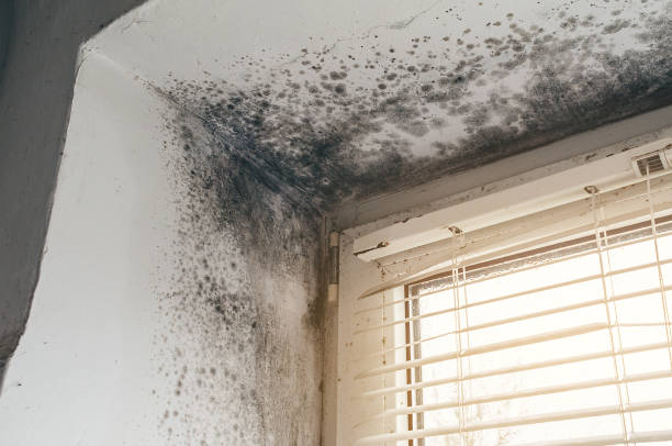 Affordable Mold Removal solutions in Algonquin, MD